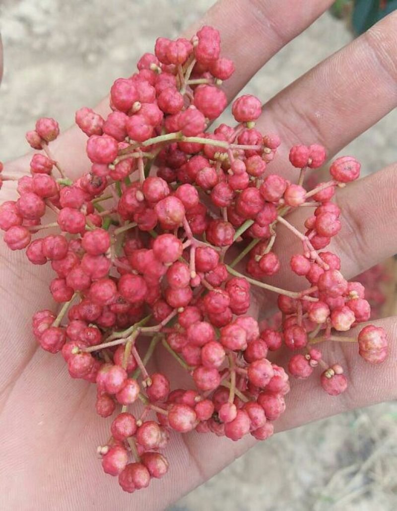 精品花椒无杂质自家种植、