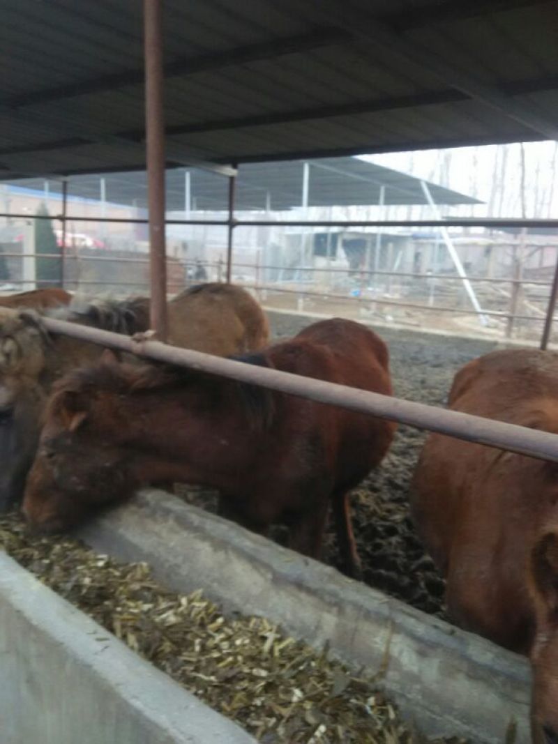 蒙古马200~300kg