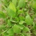 秋菠菜20~25厘米