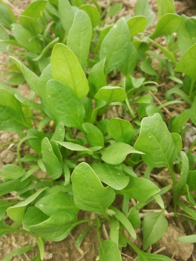 秋菠菜20~25厘米