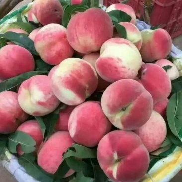 沂蒙霜红桃树苗桃树苗育苗基地桃树苗新品种晚熟品种桃树苗