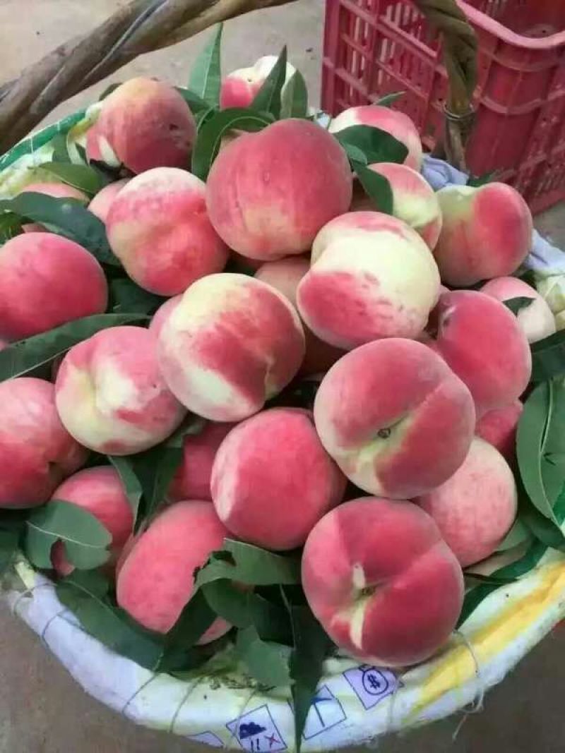 沂蒙霜红桃树苗桃树苗育苗基地桃树苗新品种晚熟品种桃树苗