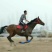 阿拉伯马400~500kg