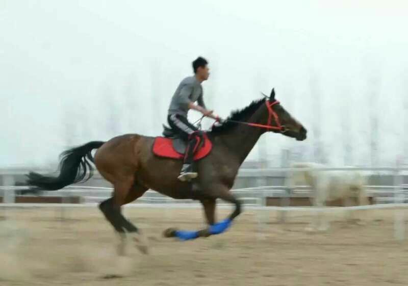 阿拉伯马400~500kg