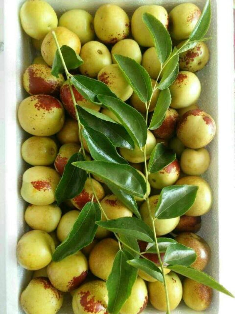 冬枣大荔冬枣大量上市供应