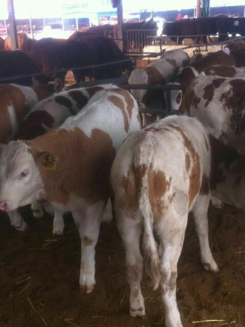 育肥牛犊100~200kg