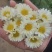 白菊花茶