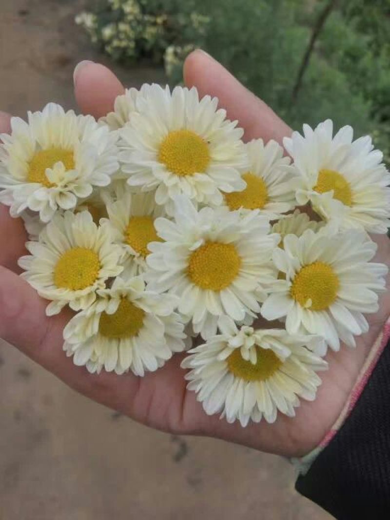 白菊花茶