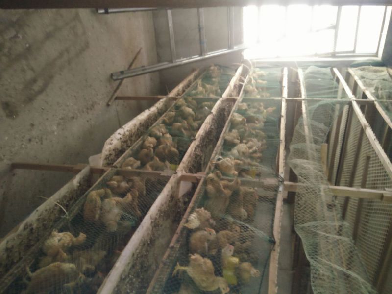 脱温鸡1斤以下