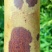 斑竹10~11m