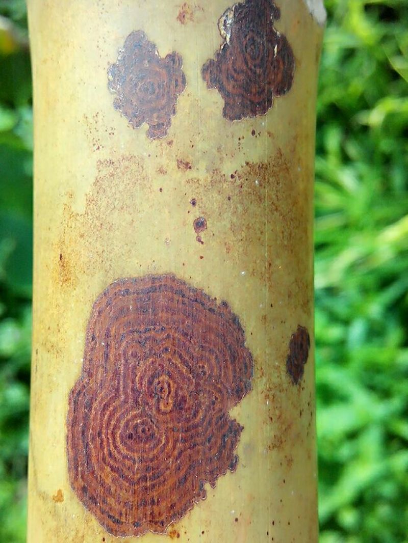 斑竹10~11m