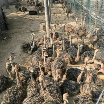 巴马香猪仔猪