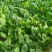 大叶菠菜20~25厘米