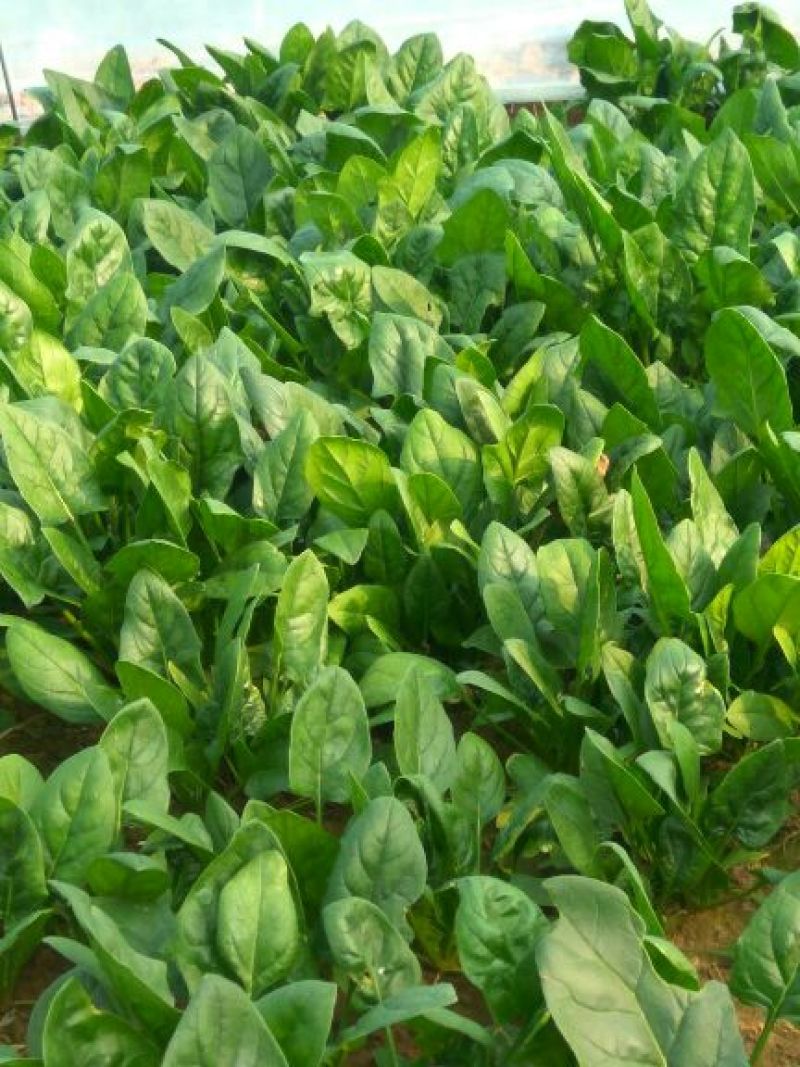 大叶菠菜20~25厘米