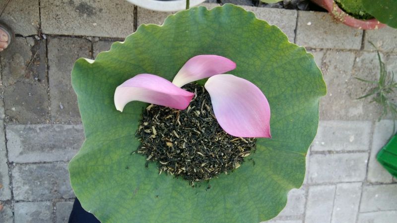 荷叶茶一级