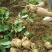 豆薯500g以下