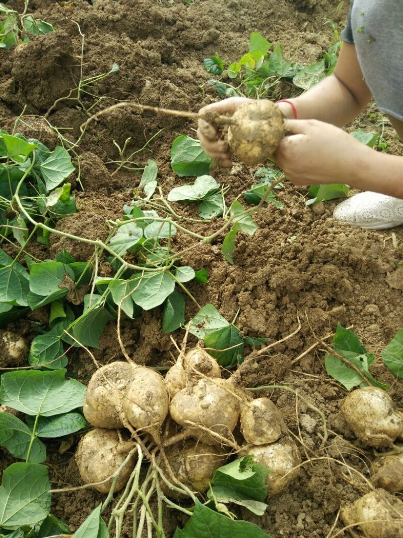 豆薯500g以下