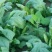 大叶菠菜20~25厘米