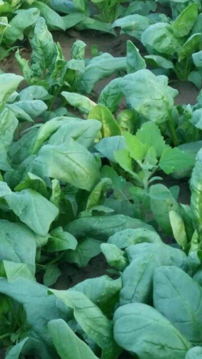 大叶菠菜20~25厘米
