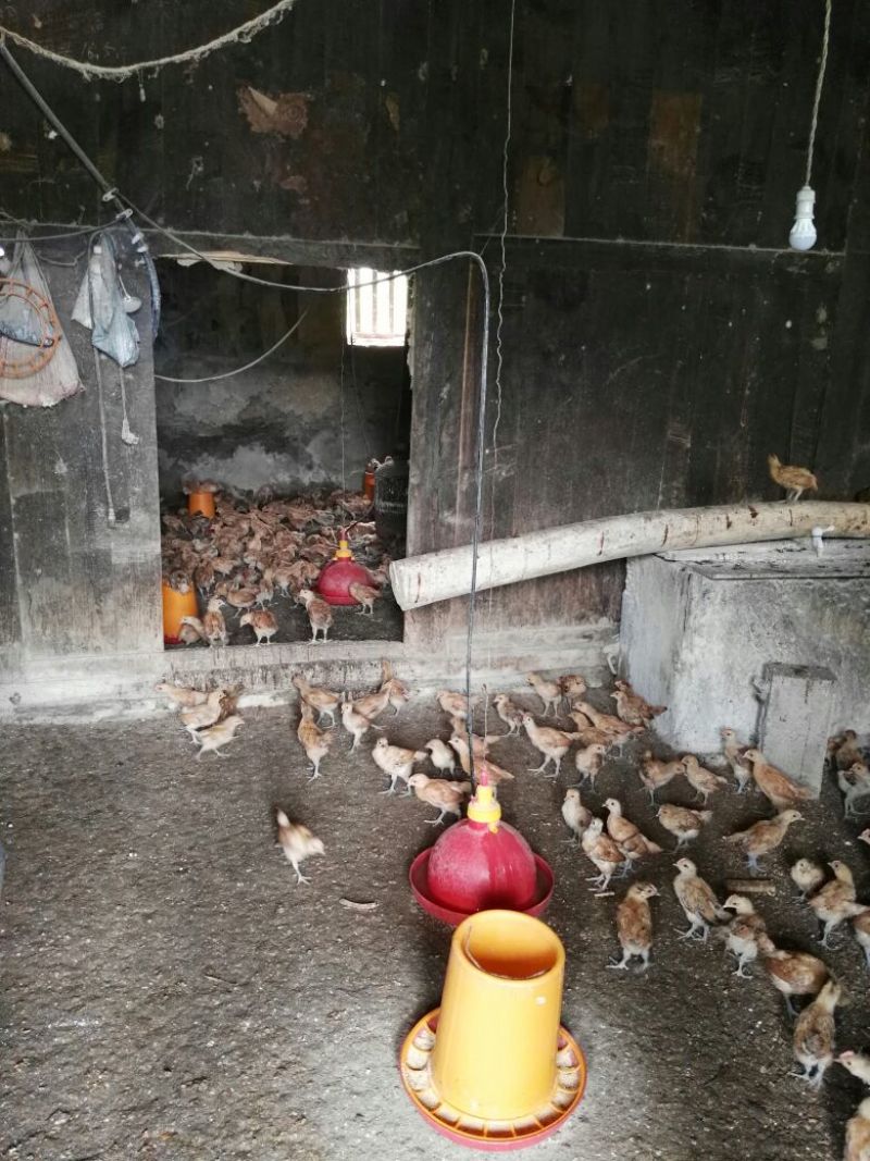 脱温鸡1斤以下