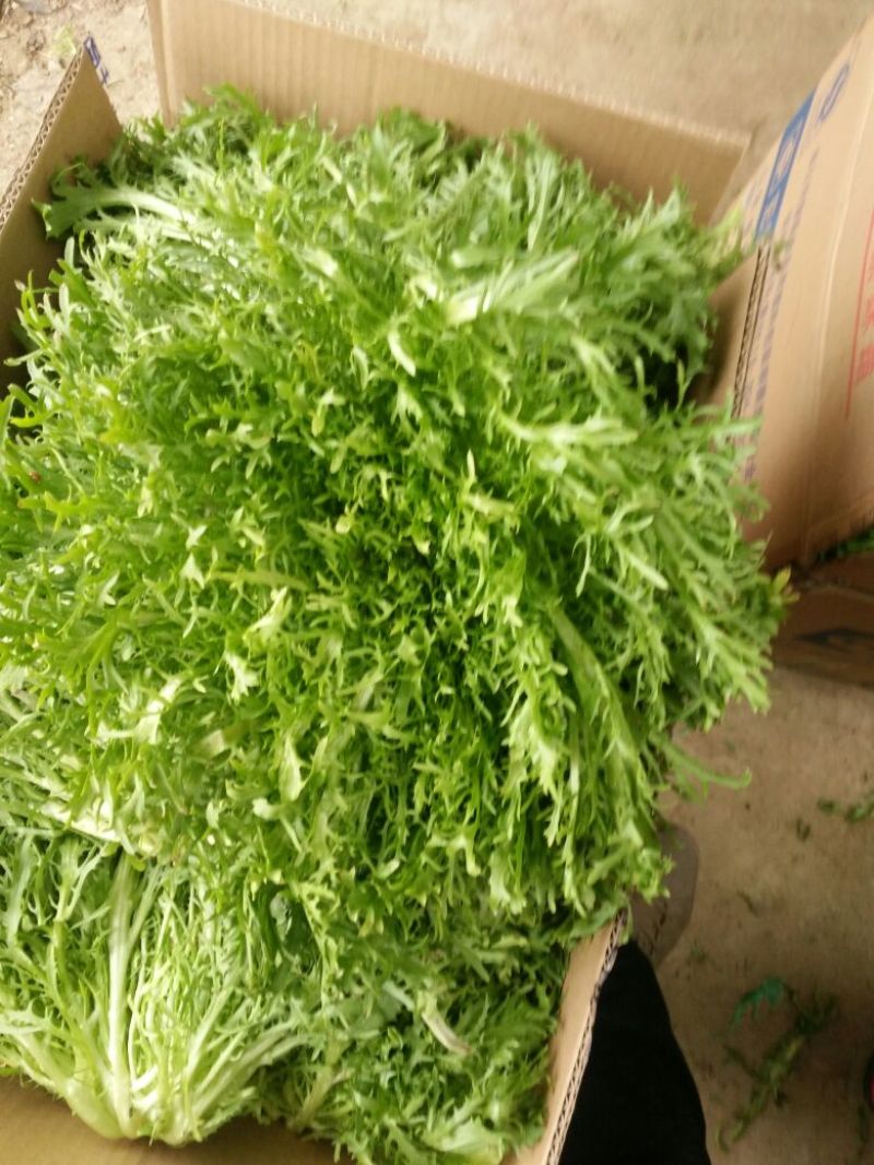 苦菊