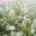 越冬菠菜20~25厘米