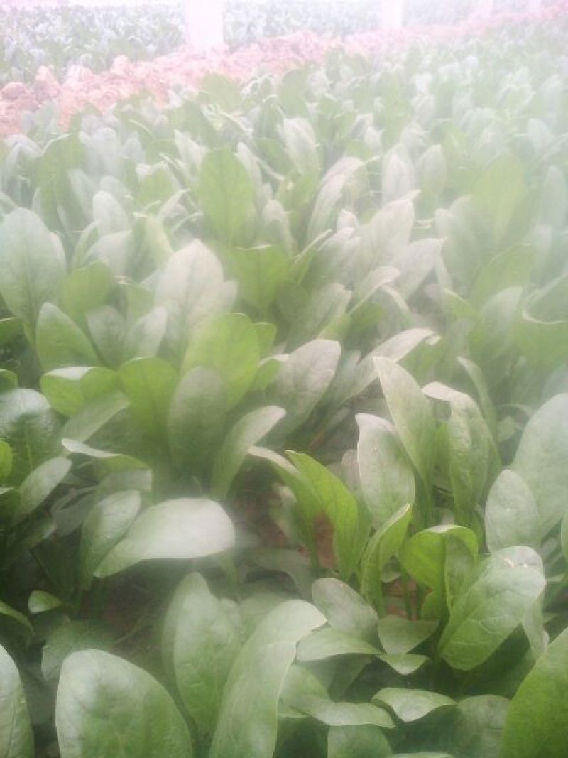 越冬菠菜20~25厘米
