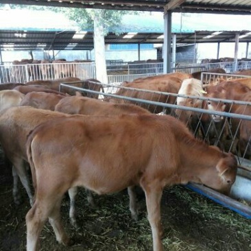 育肥牛犊100~200kg,支持视频看货,专业养殖