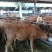 育肥牛犊100~200kg,支持视频看货,专业养殖