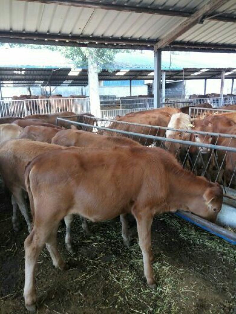 育肥牛犊100~200kg，支持视频看货，专业养殖