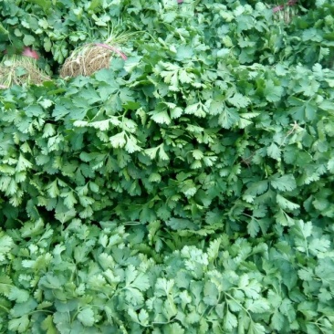 大叶香菜10~15厘米以上