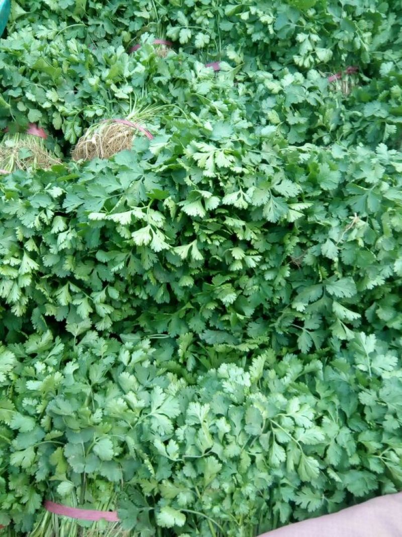大叶香菜10~15厘米以上