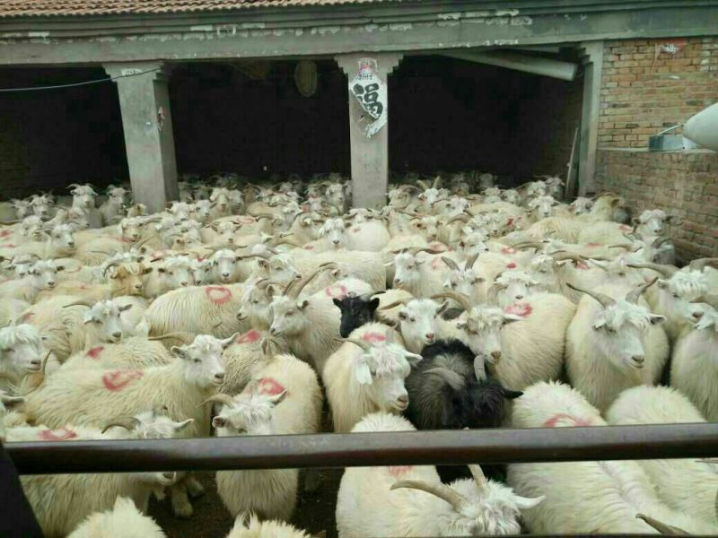 小尾寒羊羔，肉羊养殖，肉羊品种，种羊供应，包技术包回收