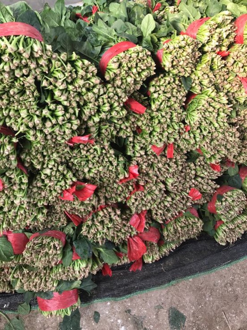 菠菜