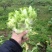 芥菜头