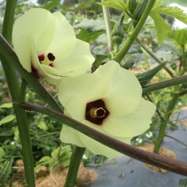 黄秋葵10~12cm