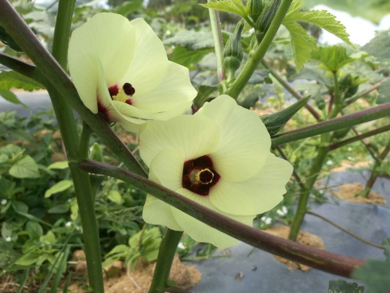 黄秋葵10~12cm