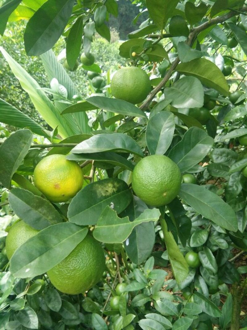 青柠檬1.6~2两