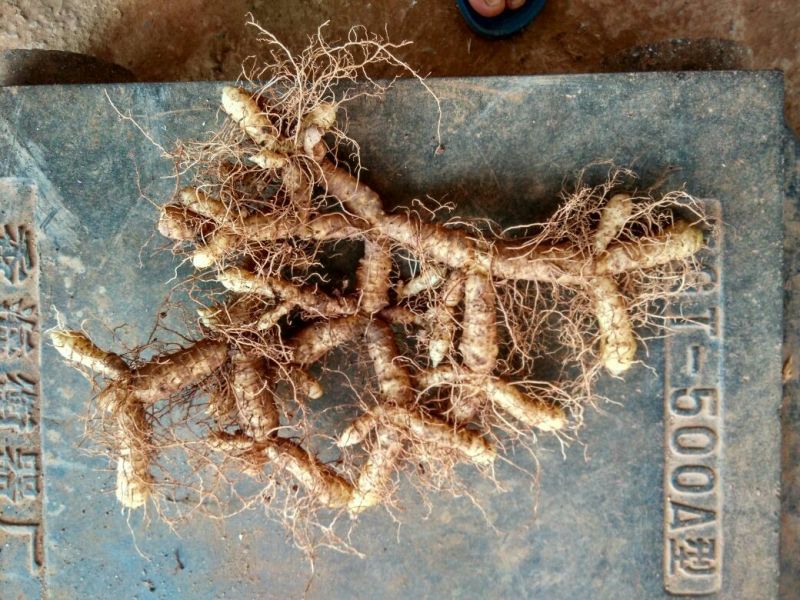 玉竹湿、大量有各种规格的玉竹