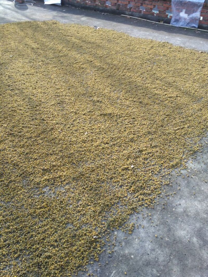 野菊花颗粒
