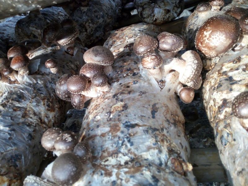 808香菇4~4.5cm