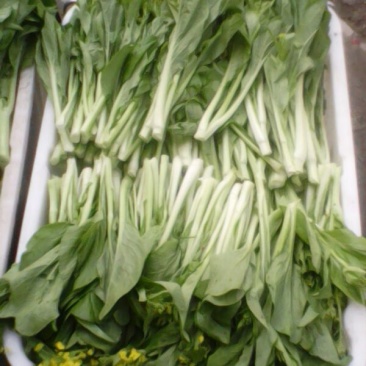 蔬菜