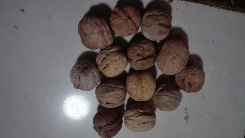 核桃去皮干