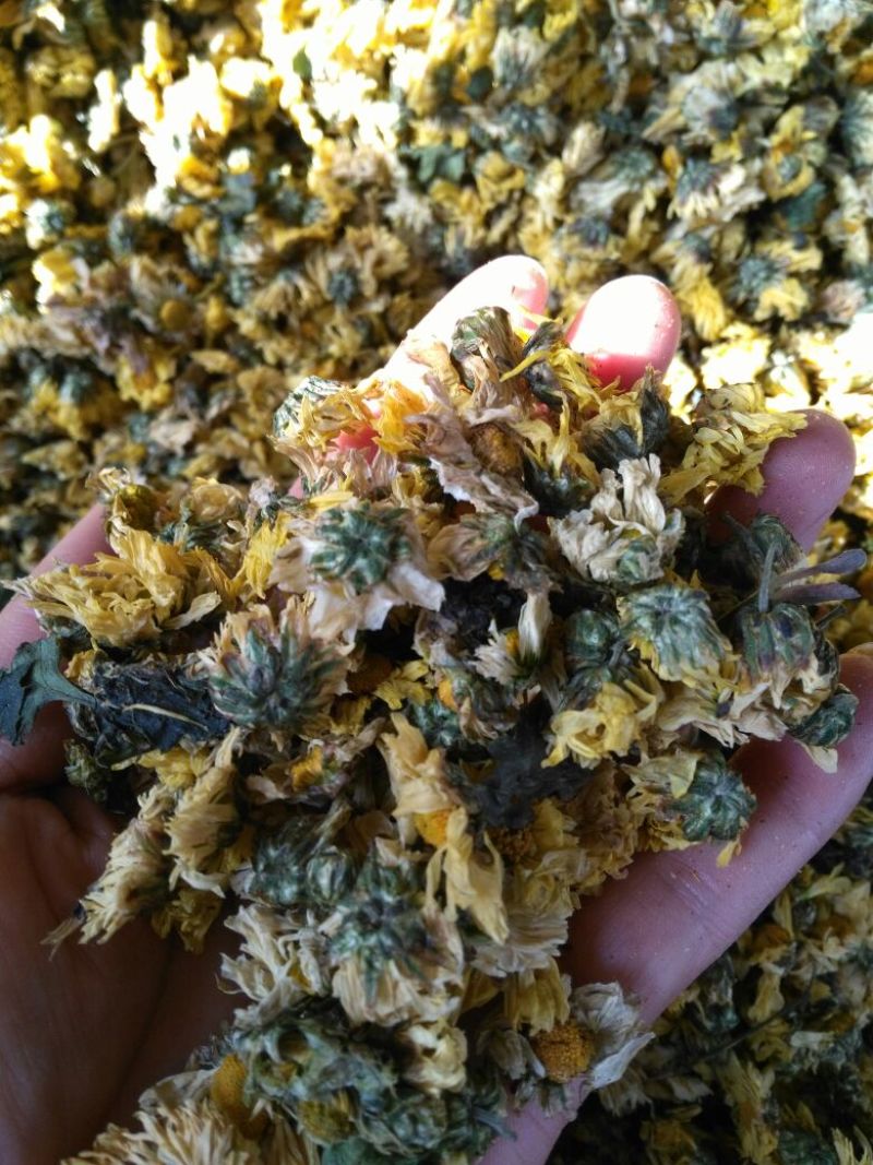 杭州白菊散装