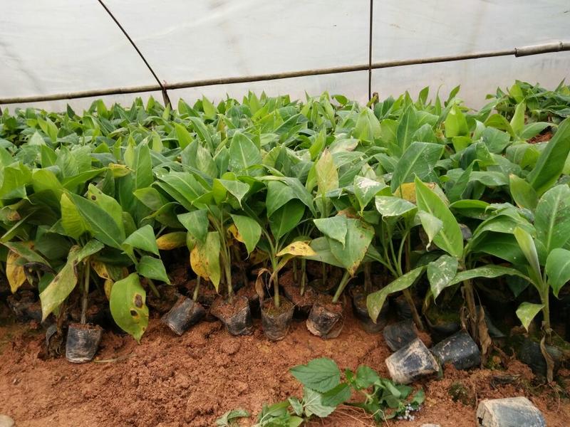 香蕉苗一级良种1~2年