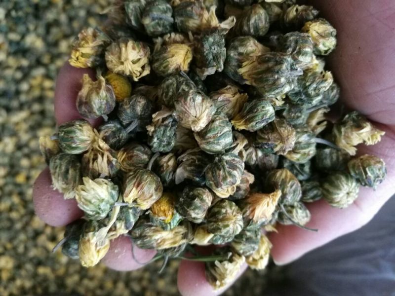 白菊花茶胎菊