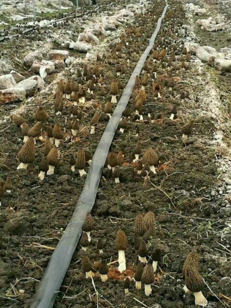 鲜羊肚菌一级品