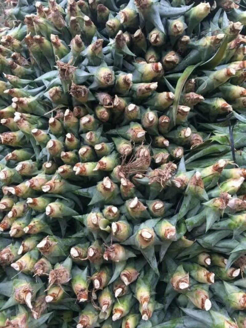 菠萝苗1年