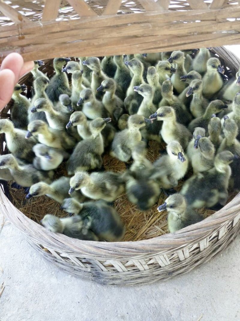 乌錝鹅苗250g以下