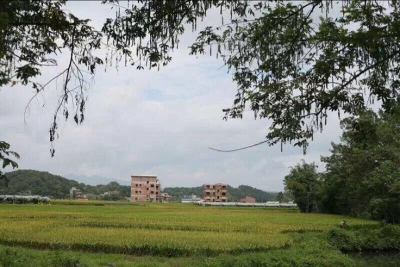 鲤鱼干